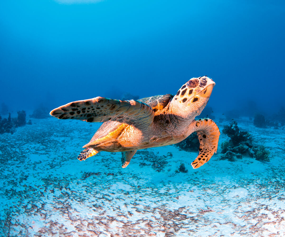 Sea turtle in Red Sea waters